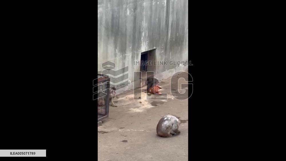 Japan: Baby Macaque “Punch” Wins Hearts After Finding Comfort in Plush Surrogacy