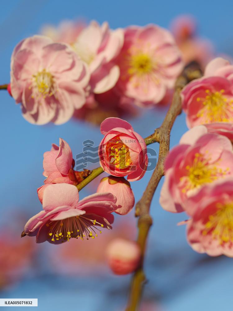 Images of Seasonal Flowers