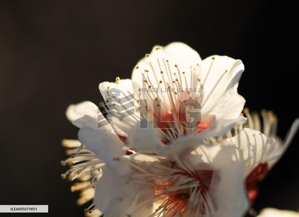 Images of Seasonal Flowers