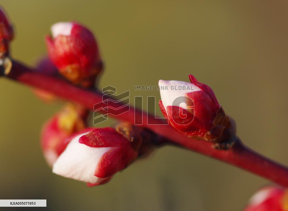 Images of Seasonal Flowers