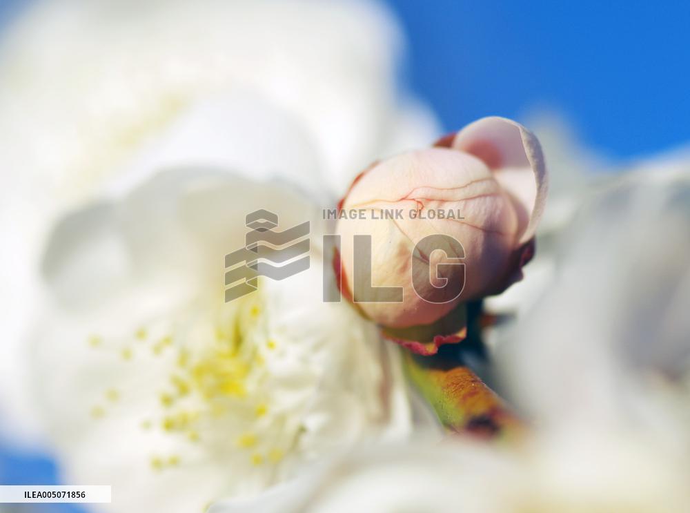 Images of Seasonal Flowers