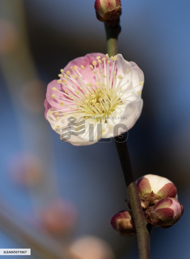 Images of Seasonal Flowers