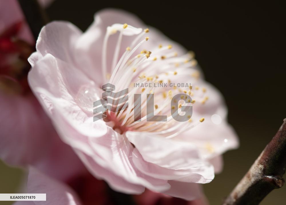 Images of Seasonal Flowers