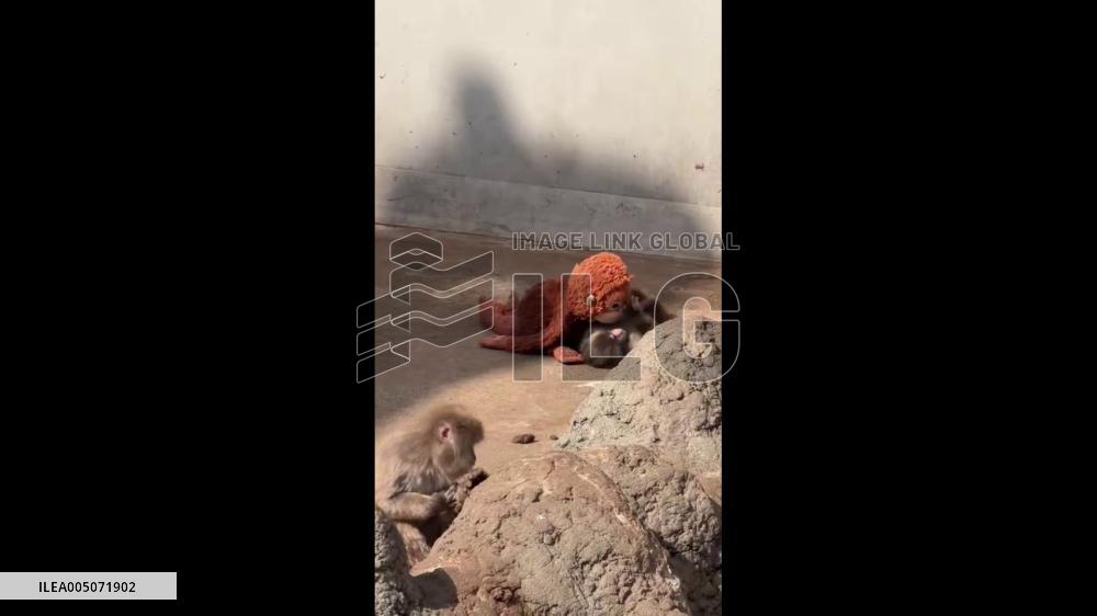 Japan: Baby Macaque “Punch” Wins Hearts After Finding Comfort in Plush Surrogacy 2