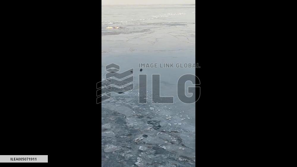 China: Mother Seal Guides Pup Across Thin Sea Ice in Liaodong Bay
