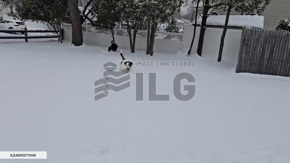 US: Dogs Play in Snow-Covered New Jersey Yard After Historic Blizzard