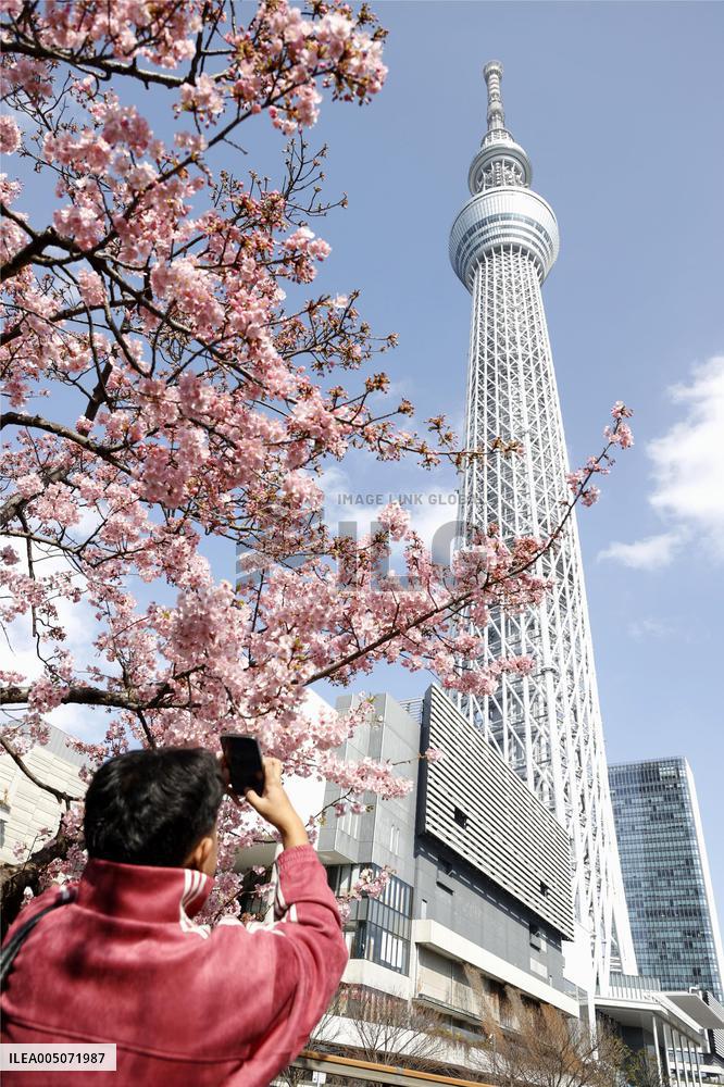 Cherry blossoms in Tokyo