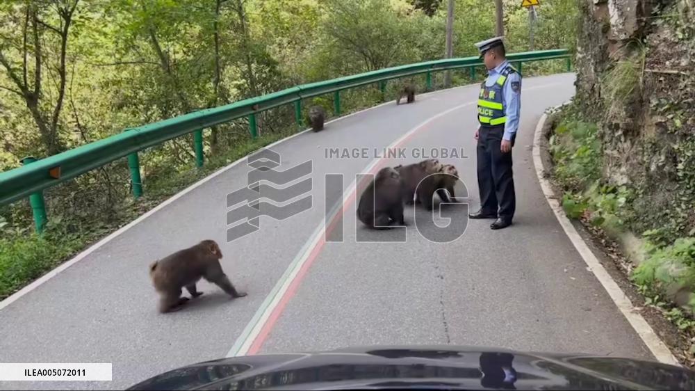 China: Monkeys Surround Traffic Officer in Shanghai Nature Reserve