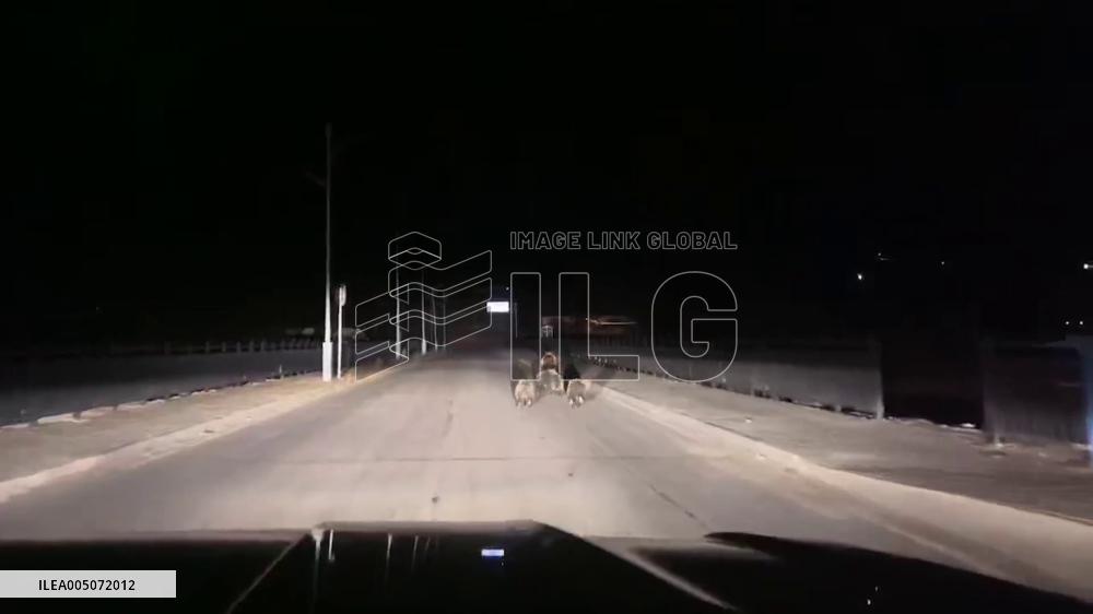 China: Driver Encounters Bear Family on Dark Road in Yunnan