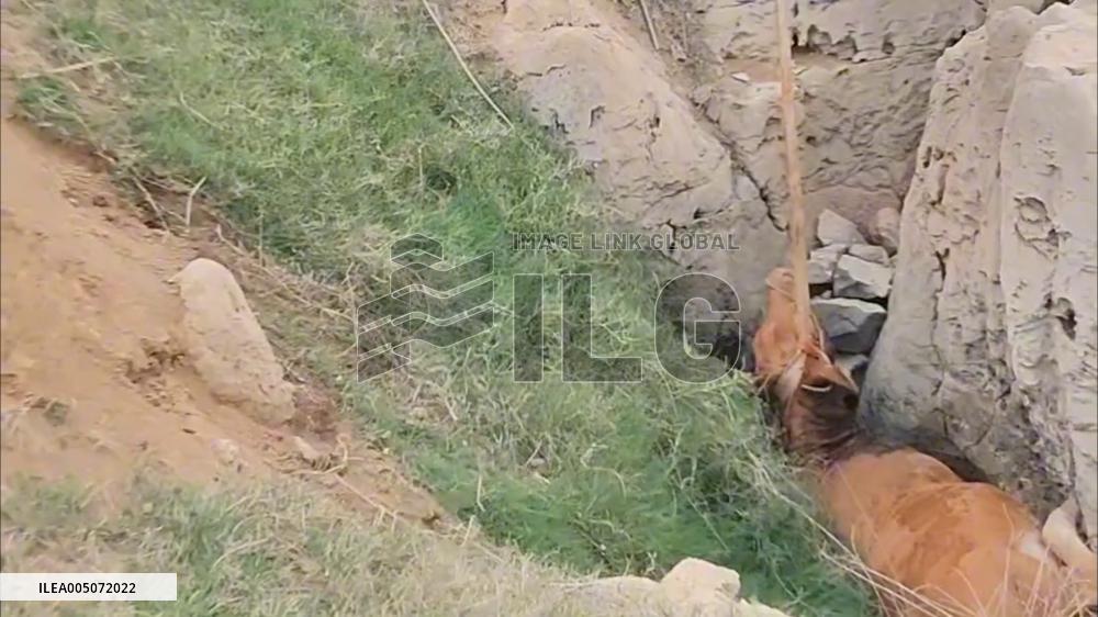 China: Villagers Use Crane to Rescue Pregnant Cow Trapped in Deep Pit in Guangxi