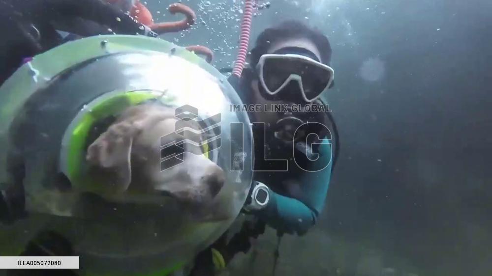 China: Trained Detection Dog Swims Wearing Custom Space-Style Helmet in Guangxi