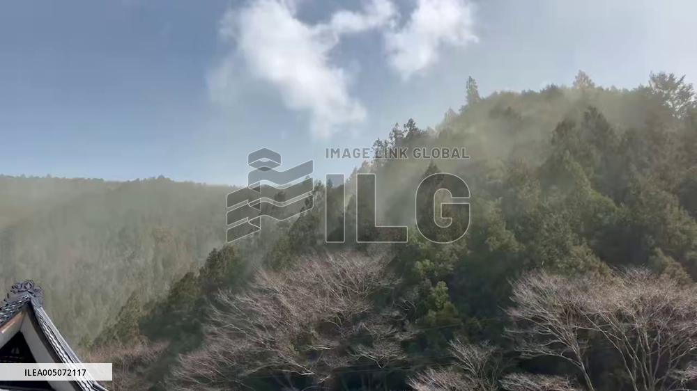 Japan: Cedar Pollen Reaches Its Peak With Heavy Dispersal Reported 5