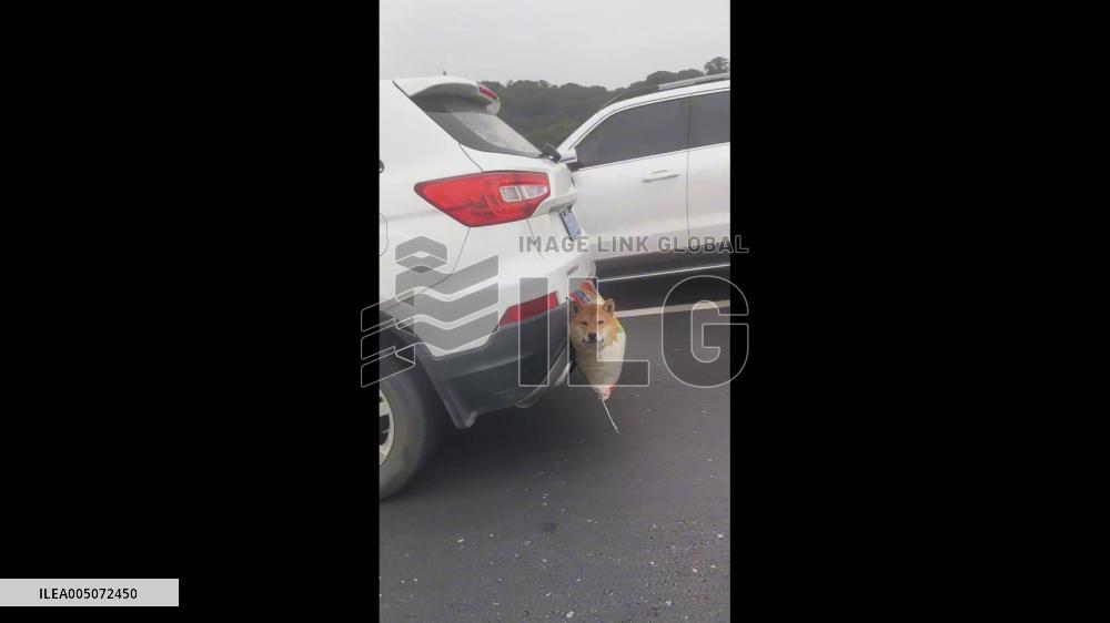 China: Dog Seen Hanging From Moving Car in Jiangsu