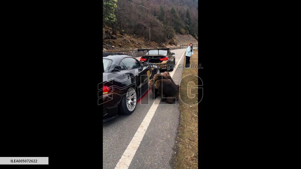 China: Monkeys Admire Their Reflections on Glossy Car in Ganzi, Sichuan
