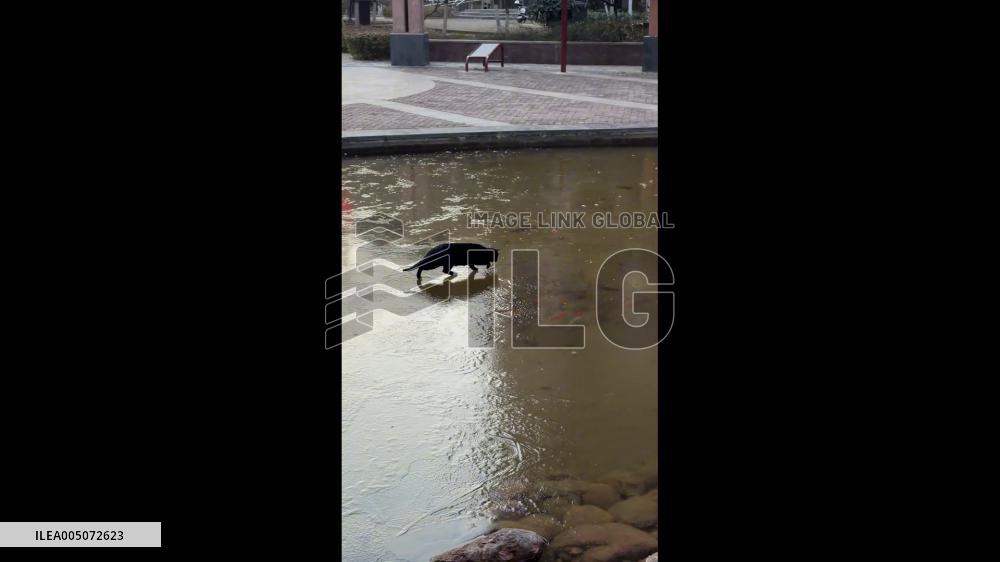 China: Cat Attempts to Hunt Fish Beneath Frozen Pond in Shaanxi