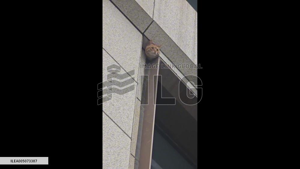 China: Cat Gets Head Stuck in Wall Gap at Shop Entrance