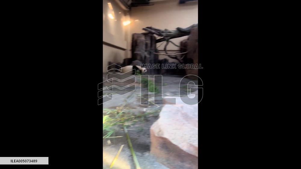 China: Panda Rolls and Tumbles Playfully at Zhejiang Zoo