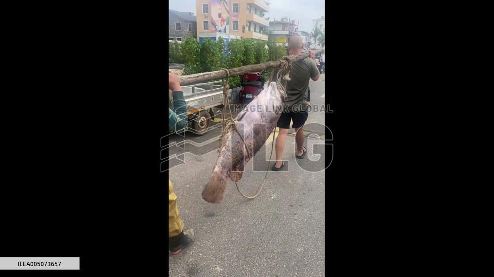 China: Two Villagers Haul Monster 100kg Grouper Through Hainan Village