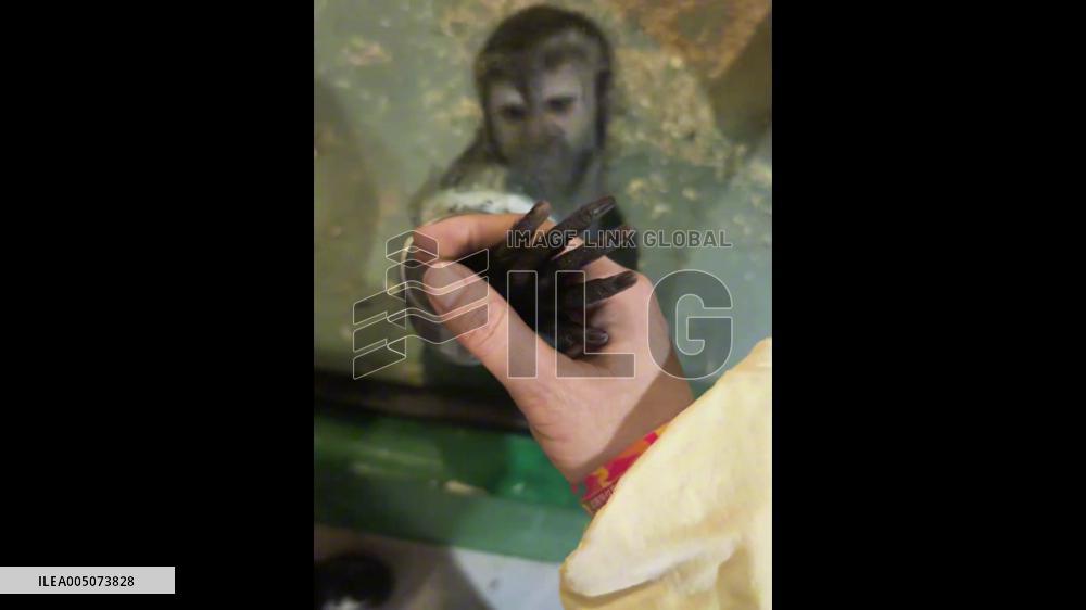 China: Zoo Monkey Gifts Apple Slices to Woman After She Strokes its Hand