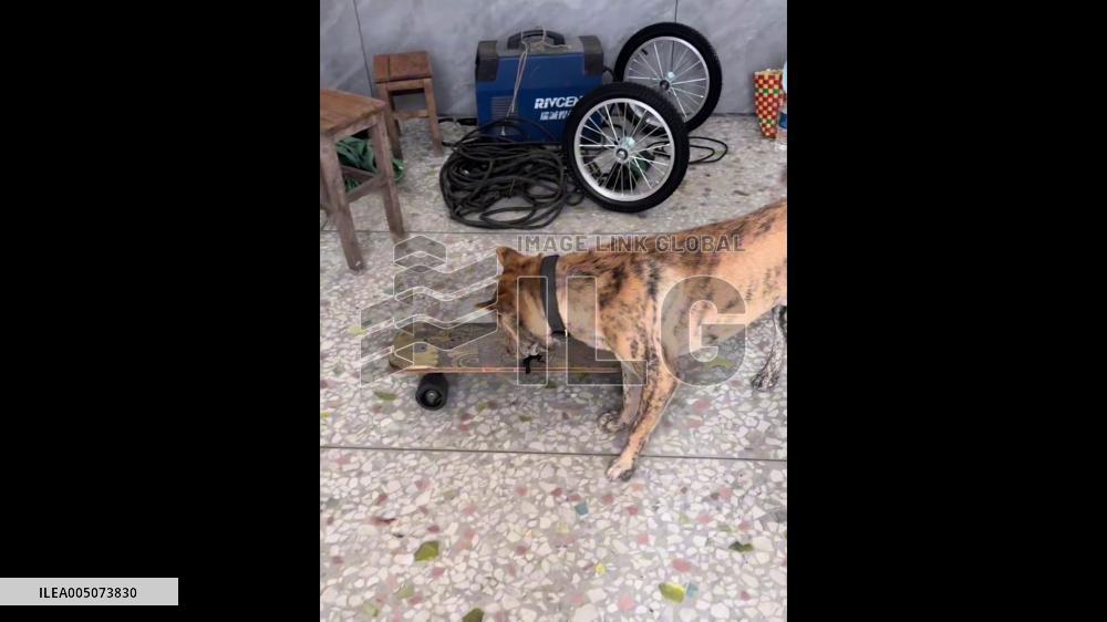 China: Dog Stuns Villagers With Skateboarding Skills in Guangxi