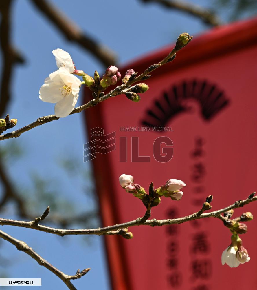 Cherry tree comes into bloom in Japan