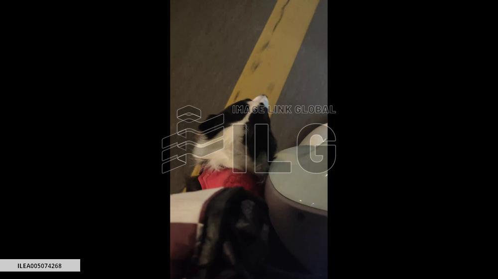 China: Border Collie Barks Along to “If You’re Happy and You Know It” in Perfect Rhythm