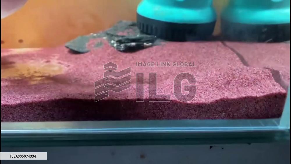 China: Clever Fish Nudges Dropped Magnet Back to Glass Wall for Its Owner