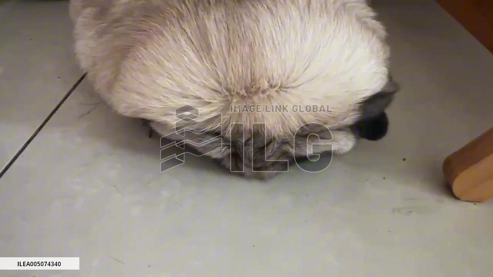 China: Adorable Dog Caught Hiding Under Its Own Fur for Peaceful Sleep