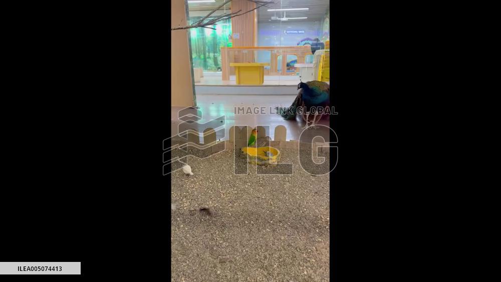 China: Tiny Parrot Turns Fluffy Chick Into Its Personal Ride at Amusement Park