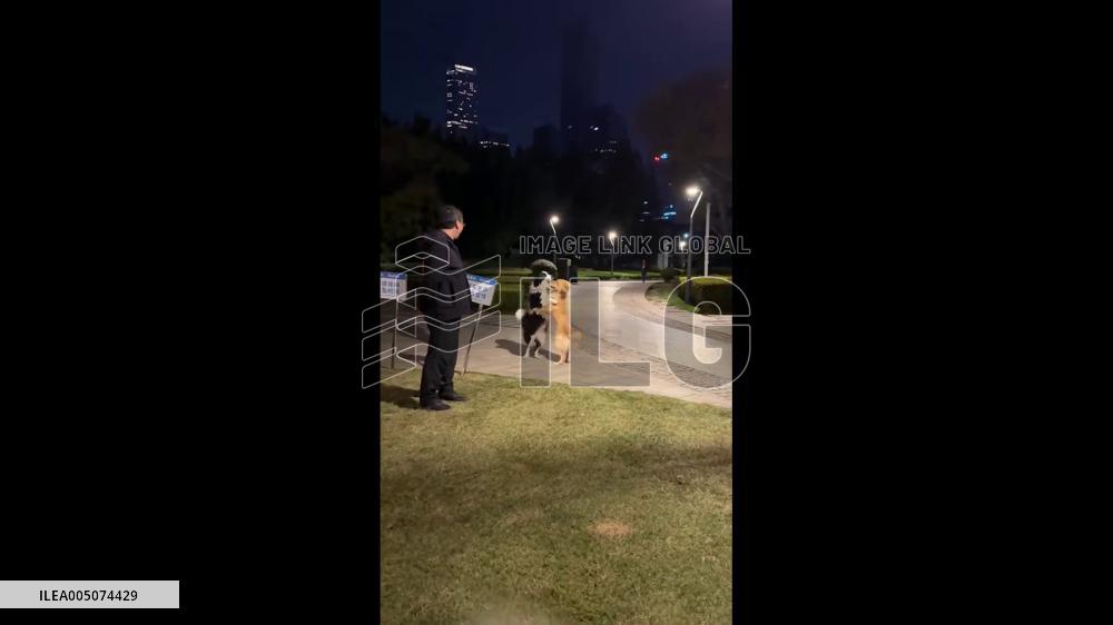 China: Two Dogs Walk Upright With Paws on Each Other’s Shoulders in Playful Dance