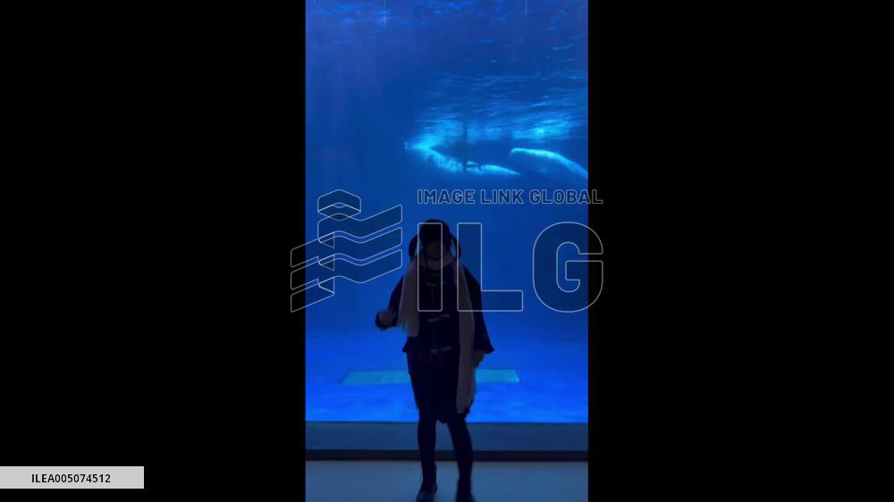China: Dancing Girl Captures Beluga Whale’s Attention at Anhui Aquarium
