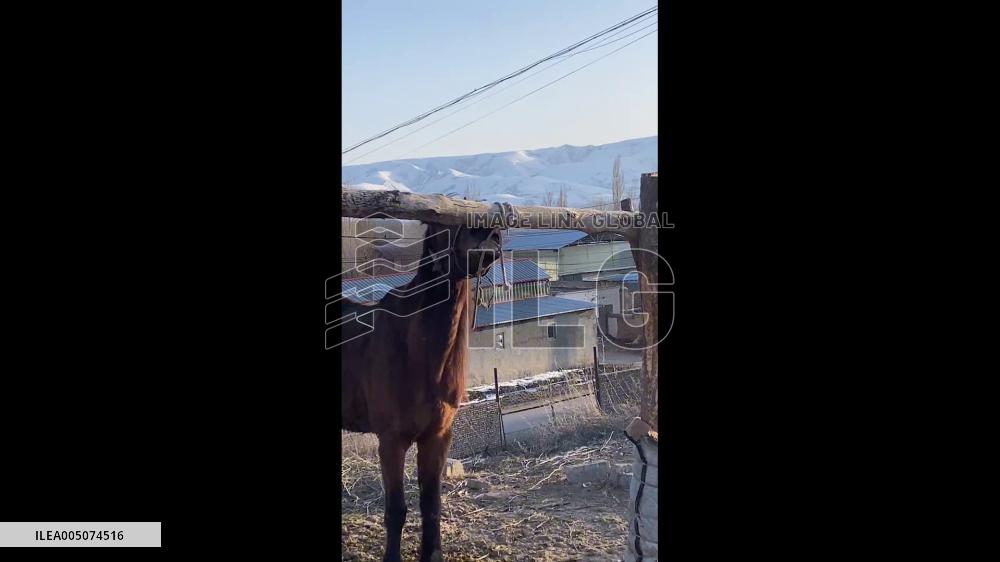 China: Horse Frees Itself by Untying Knot With Its Teeth in Xinjiang