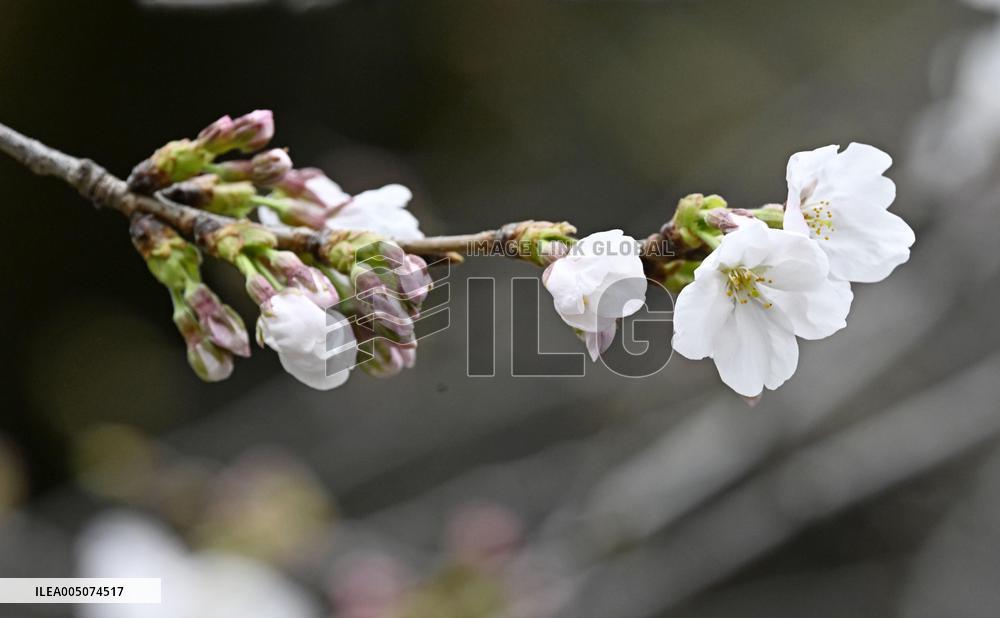Cherry blossoms in Tokyo