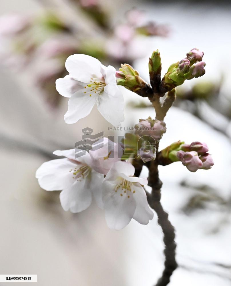 Cherry blossoms in Tokyo