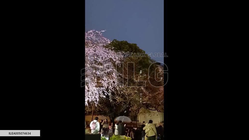 Japan: Tokyo’s Cherry Blossom Season Officially Begins, Five Days Ahead of Average