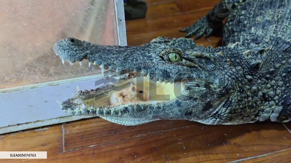 China: Fearless Hamsters Turn Young Crocodile’s Mouth Into Playground