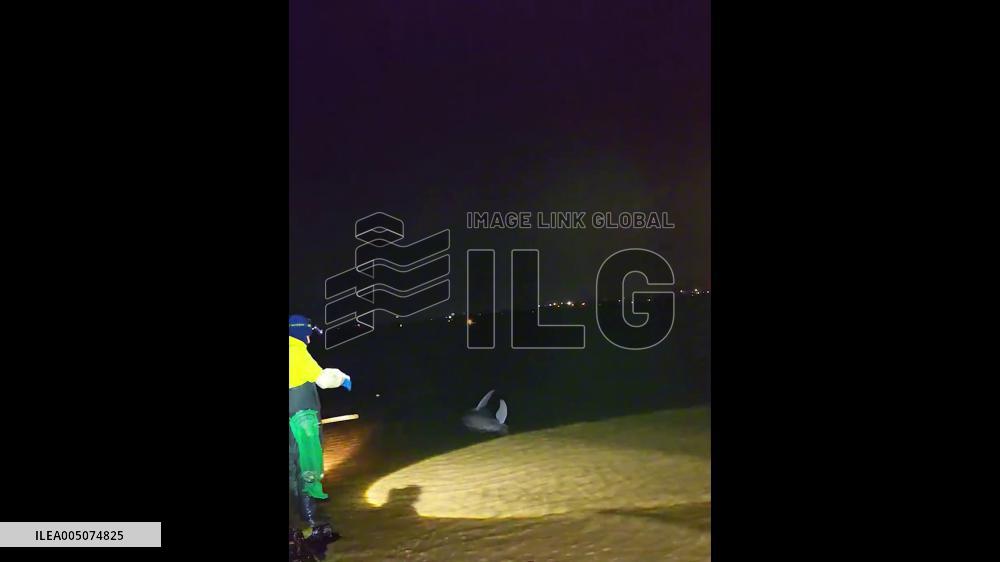 China: Pregnant Finless Porpoise Mistaken for Dolphin Found Stranded on Shandong Coast