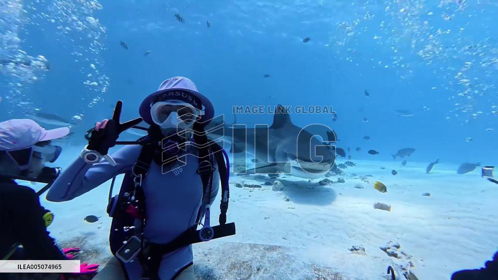 China: Tiger Shark Circles Female Diver in Tense Underwater Encounter off Hainan