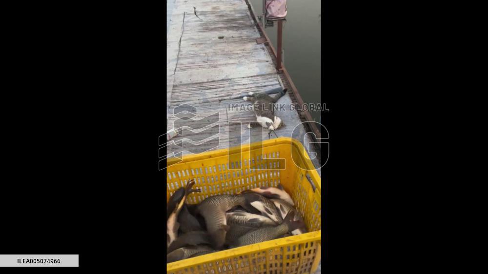 China: Determined Cat Clings to Fish Cart in Hilarious Tug-of-War at Xi’an Fishing Park