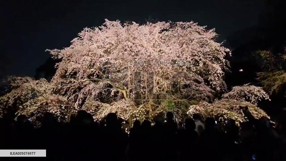 Japan: Tokyo’s Iconic Rikugien Weeping Cherry Tree Reaches Full Bloom
