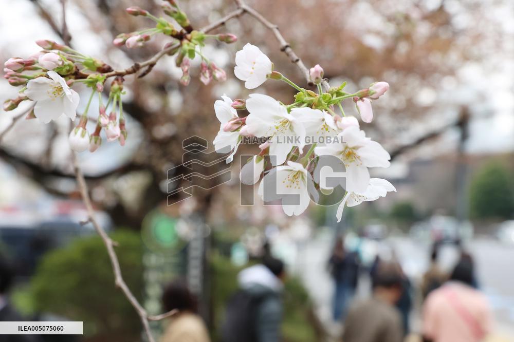 Cherry Blossoms at Chidorigafuchi Park Children's Playground