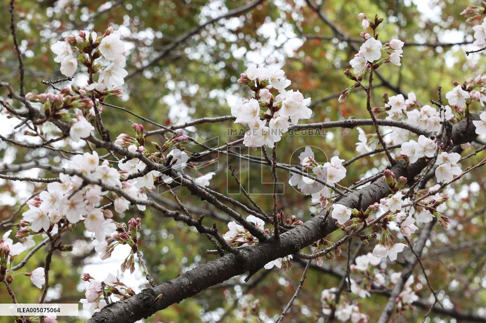 Cherry Blossoms at Chidorigafuchi Park Children's Playground