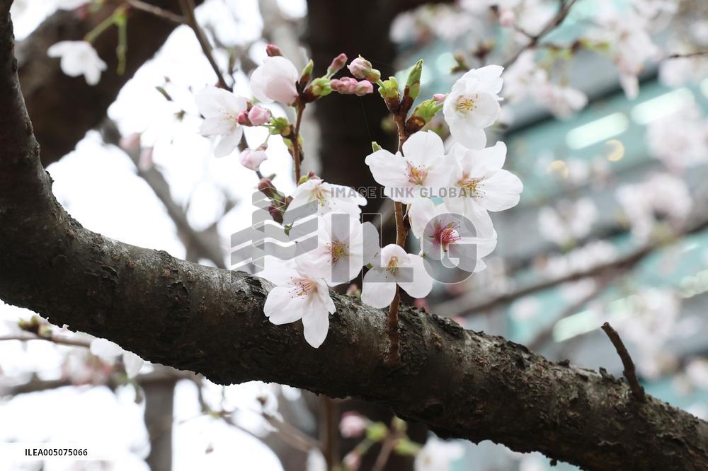 Cherry Blossoms at Chidorigafuchi Park Children's Playground