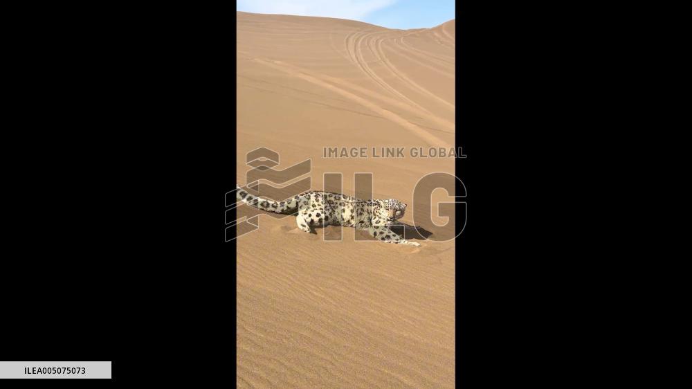 China: Tourists Spot Rare Snow Leopard Roaming Desert in Xinjiang