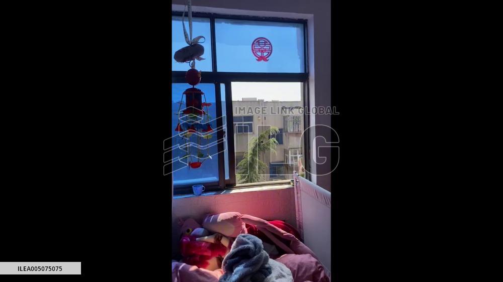 China: Family Rescues Cat Stranded Six Stories Up in Tree for Over a Day