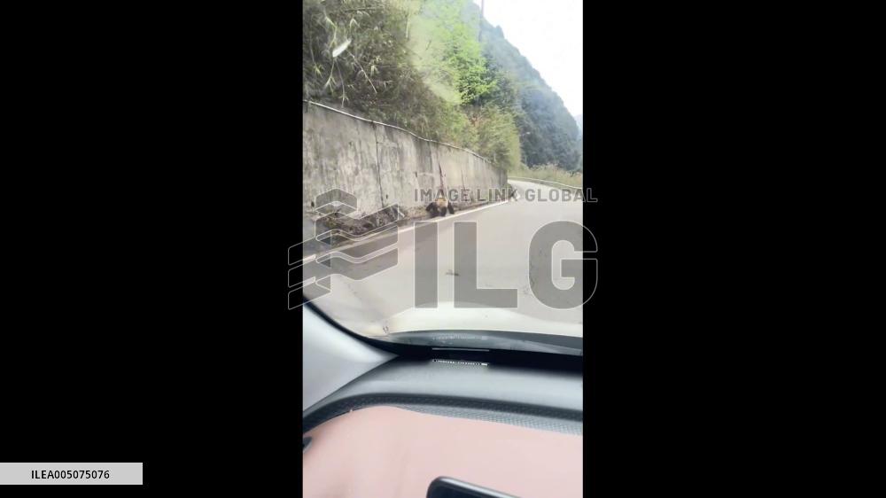China: Wild Giant Panda Spotted Strolling Along Roadside, Completely Unbothered