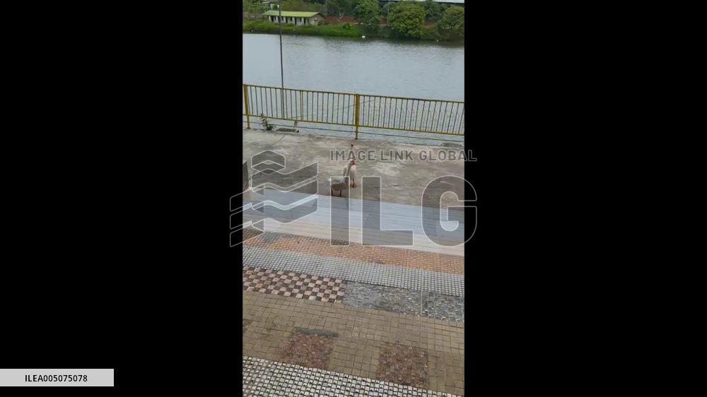 China: Geese Appear to Beg Owner to Spare Fellow Bird’s Life at Guangzhou Restaurant