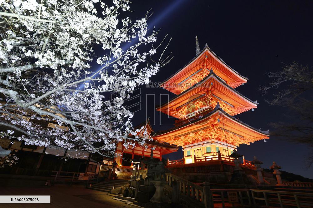 Kiyomizu temple lit up in Kyoto