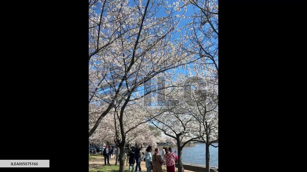 US: Washington D.C. Cherry Blossoms Reach Peak Bloom at Tidal Basin