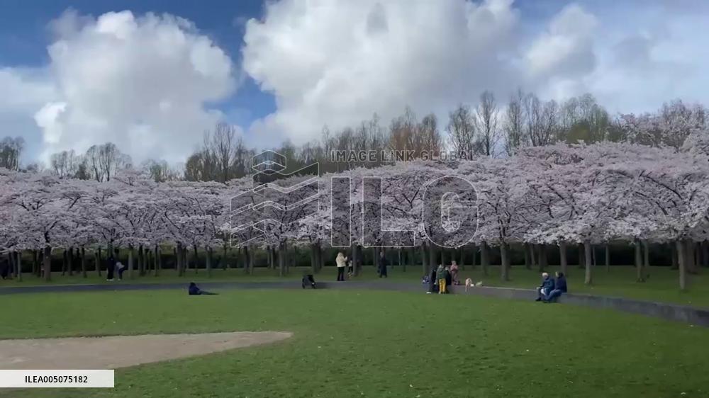 Netherlands: Cherry Blossoms Bloom at Amsterdam’s Bloesempark